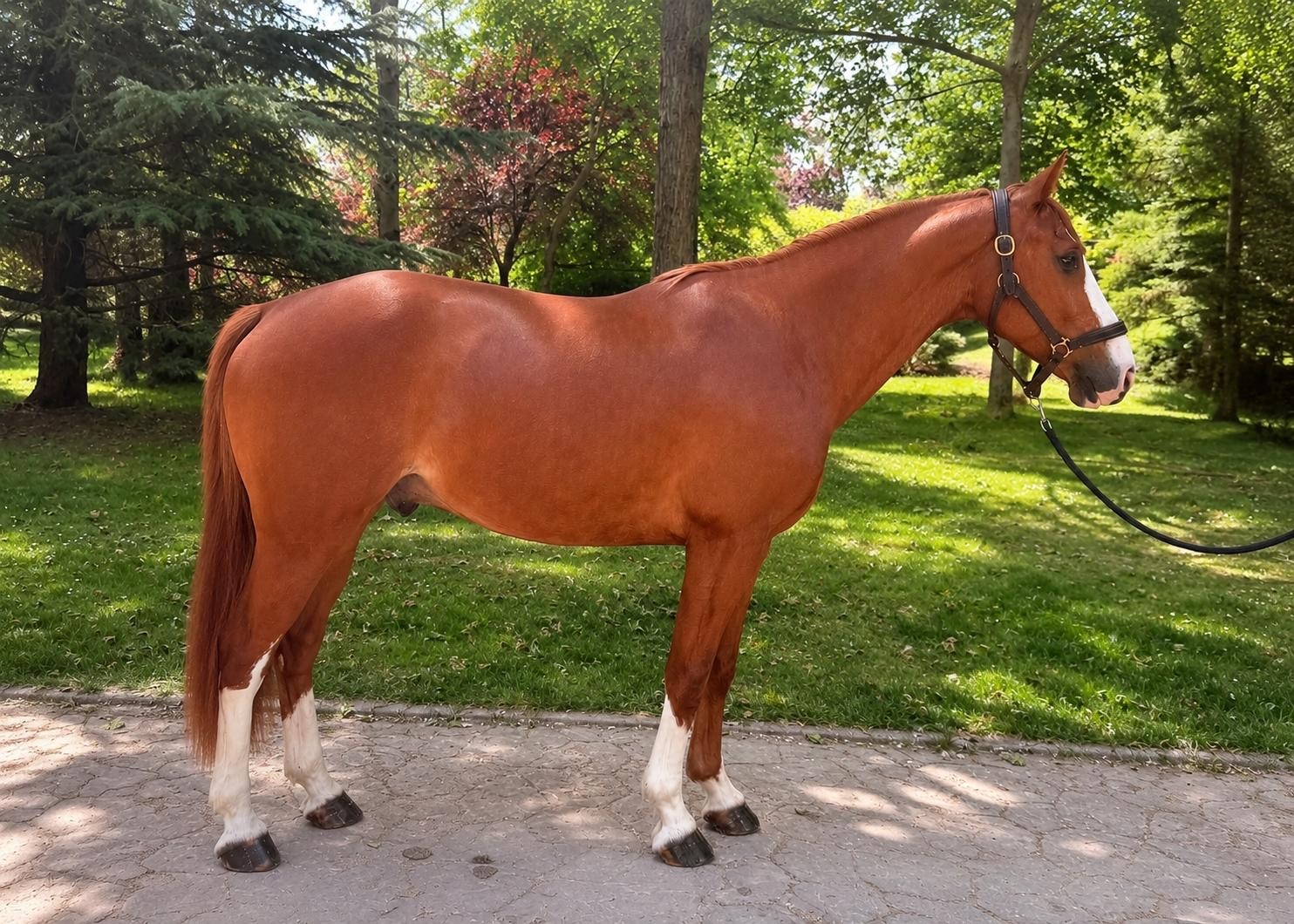 horse